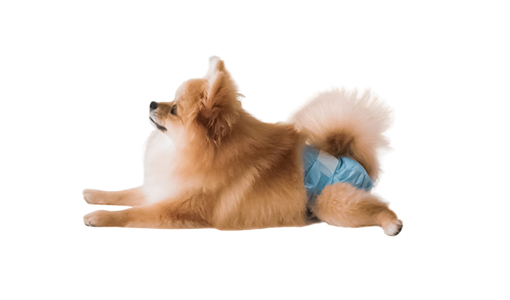 Pet Diapers